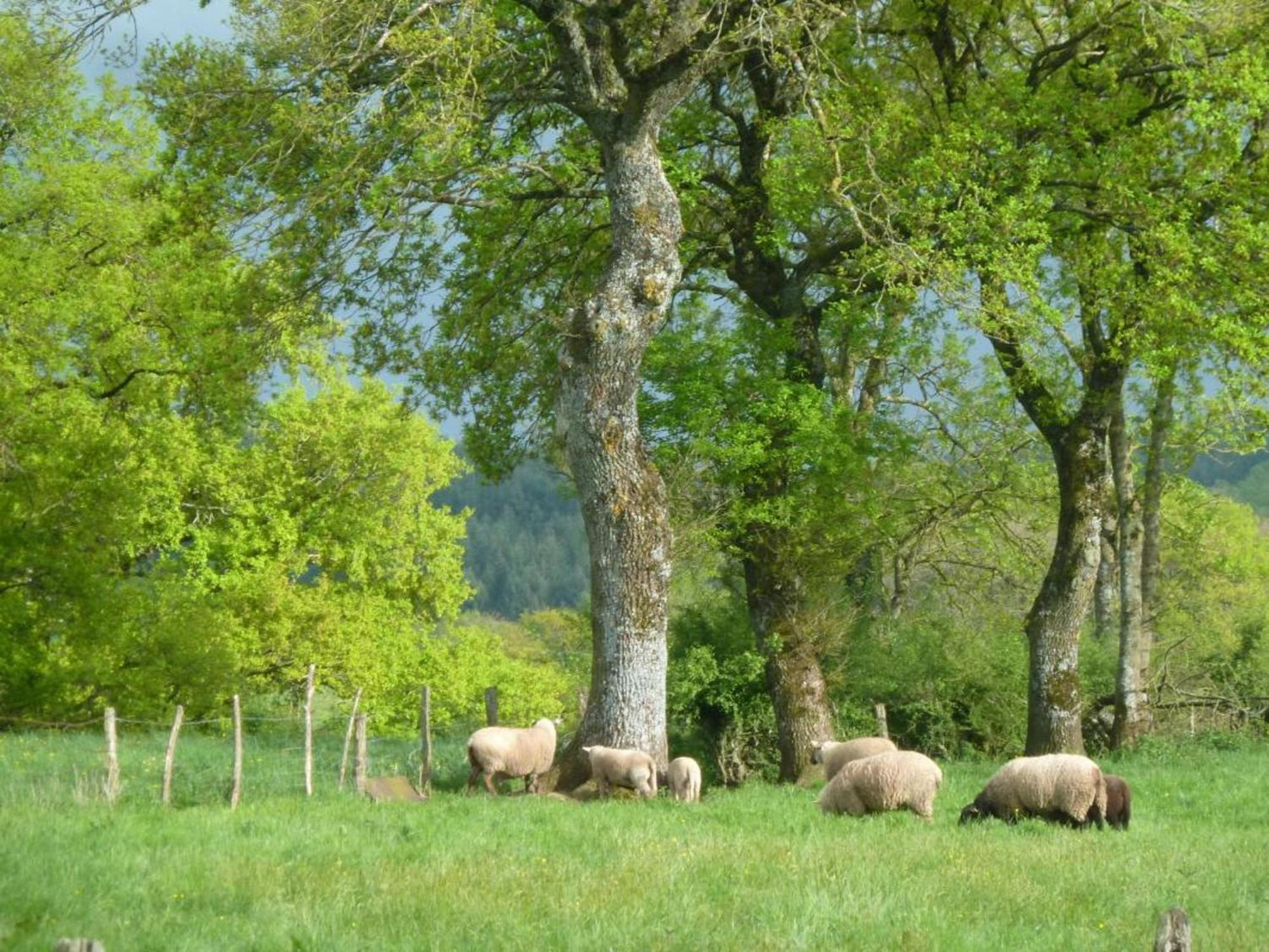 Maison De Campagne Ideale Pour Familles, Cavaliers, Animaux Acceptes, Avec Jardin Clos Et Tout Equipe. - Fr-1-489-172 Villa Barrais-Bussolles Eksteriør bilde